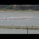 In der Ferne Flamingos hinter vier Reihern